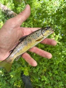 Brown Trout