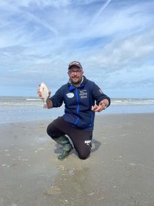 European Flounder