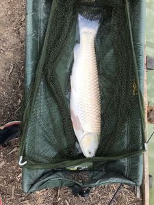 Grass Carp