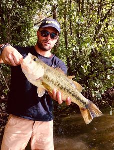 Largemouth Bass