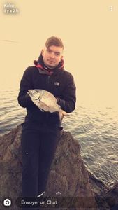 White Seabream