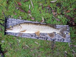 Northern Pike