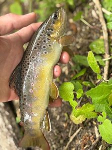 Brown Trout