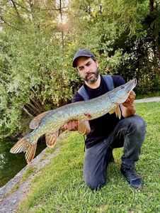 Northern Pike