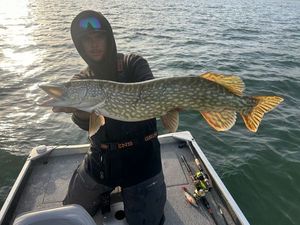 Northern Pike