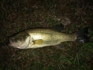 Largemouth Bass