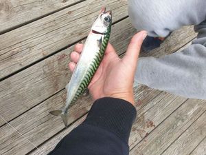 Mackerel