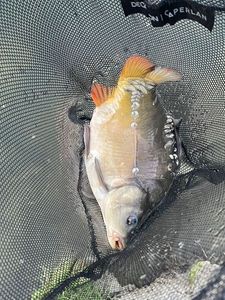 Leather Carp