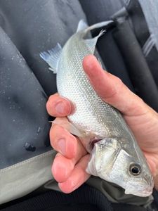 European Bass (Seabass)