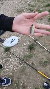 Green Sunfish