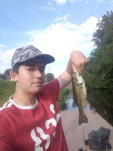 Largemouth Bass
