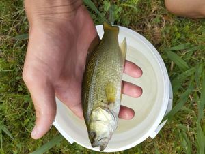 Largemouth Bass
