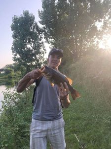 Largemouth Bass