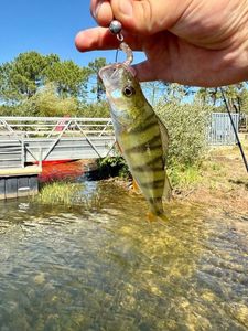 European Perch
