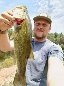 Largemouth Bass