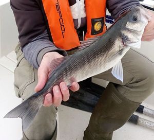 European Bass (Seabass)