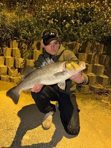 European Bass (Seabass)