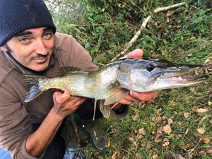 Northern Pike