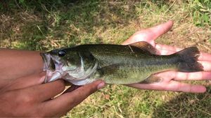 Largemouth Bass