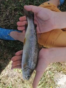 Brown Trout