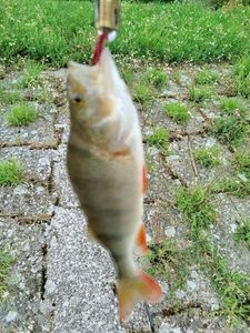 European Perch