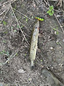 Northern Pike