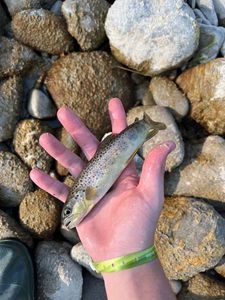Brown Trout