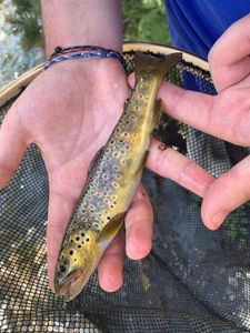 Brown Trout