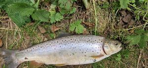 Brown Trout