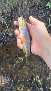 Brown Trout