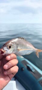 Axillary Seabream