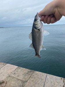 European Bass (Seabass)