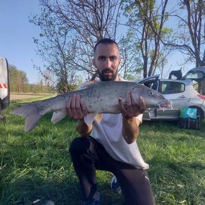 Barbel