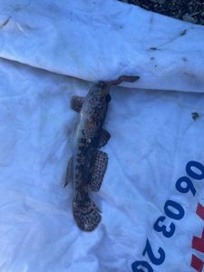 Giant Goby