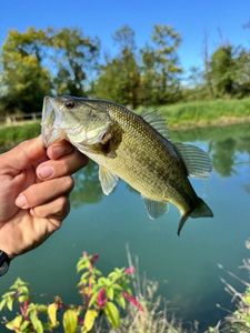 Smallmouth Bass