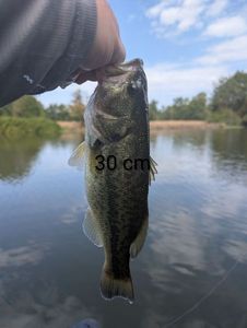 Largemouth Bass