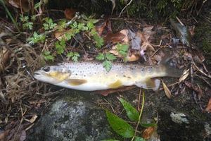 Brown Trout