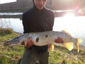 brochet 