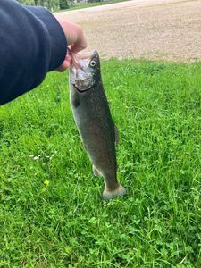 Rainbow Trout