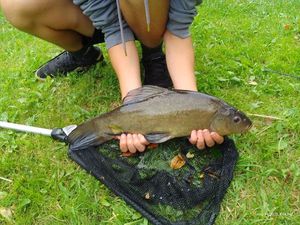 Tench