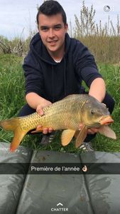 Common Carp