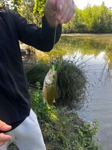 Smallmouth Bass