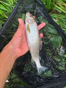 Grayling