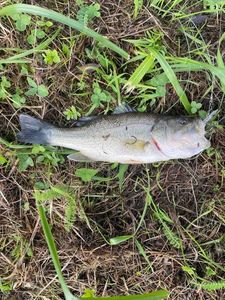 Largemouth Bass