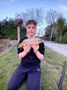 Common Carp