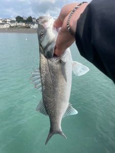 European Bass (Seabass)