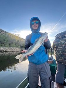 Zander
