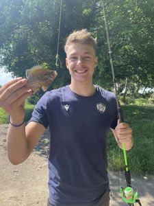 Green Sunfish