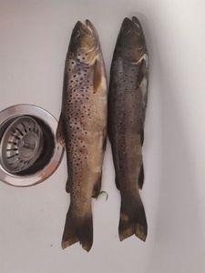 Brown Trout