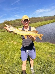 Northern Pike